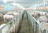 Các 'ông lớn' ngành chăn nuôi kinh doanh ra sao trong năm 2025?