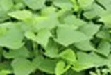 2 điều tuyệt đối nên tránh khi ăn rau lang