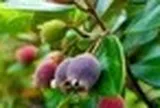 Từng rụng đầy gốc không ai nhặt, thứ quả rừng 'tím lịm' bất ngờ thành đặc sản 130.000 đồng/kg