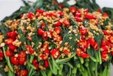 Đừng chỉ ăn hạt, lá loại cây này cũng ví như "nhân sâm của người nghèo", bỏ qua quá phí