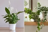 7 loại cây hút ẩm tốt thích hợp đặt trong phòng tắm