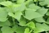 Việt Nam có 1 loại rau rẻ bèo, cực quen thuộc, hóa ra là "siêu thực phẩm" mà Trung Quốc cực thích