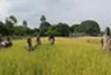 Một quốc gia châu Á mang công nghệ lúa gạo đến châu Phi, 10 năm sau thu kết quả bất ngờ