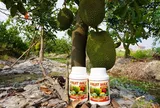 FRUIT MAX NPK 8000: Giải pháp nuôi trái lớn nhanh, bóng đẹp, nặng ký, nâng tầm giá trị nông sản xuất khẩu