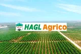 HAGL Agrico sáp nhập ba công ty con tại Lào
