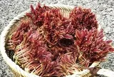 Loại cây quen thuộc ở Việt Nam được nước ngoài "săn đón", giá tới 800.000 đồng