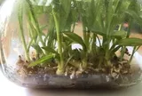 Loài cây dại mọc bờ rào xưa không ai "ngó", nay nửa triệu đồng/kg vẫn có người mua