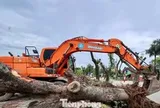 Di dời hàng xà cừ cổ thụ phục vụ dự án đường 70 hơn 3.370 tỷ đồng