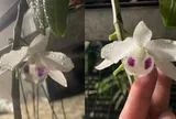 Lan đột biến vẫn còn, nhưng giấc mộng làm giàu tiền tỷ đã tan
