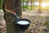 Sang Campuchia buôn “vàng trắng”, lãi hơn 300 tỷ đồng một năm
