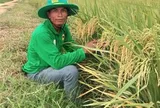 Điều gì từ những cánh đồng Việt Nam đang được nông dân Campuchia học theo?