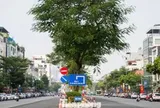 Nút thắt phố Ô Chợ Dừa thay đổi ra sao sau khi mở rộng?