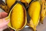 Việt Nam có loại chuối "lạ", phải luộc chín mới ăn được, cứ ra chợ là thấy