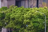 Hà Nội ban hành danh mục quản lý cây xanh: Không còn cây hoa sữa