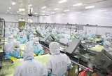 “Ông lớn” sản xuất nha đam, thạch dừa GC Food (GCF) bị phạt gần nửa tỷ đồng vì loạt vi phạm