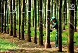 Công ty cao su báo doanh thu cao nhất 55 quý, cổ phiếu đã tăng 30% trong 3 tháng qua