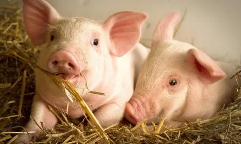 Giá trị của Masan MeatLife và Dabaco tăng thêm hàng nghìn tỷ đồng giữa lùm xùm thịt lợn của C.P