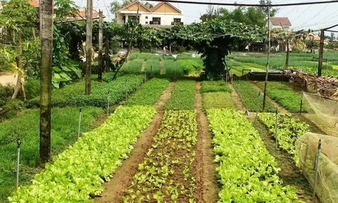 Điều kiện, chi phí tách thửa đất nông nghiệp theo quy định mới nhất nhà nông nên biết