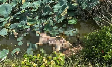 Quảng Trị: Truy trách nhiệm người đứng đầu nếu để dịch tả lợn châu Phi bùng phát diện rộng