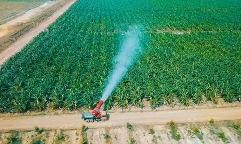 Thaco Agri của tỷ phú Trần Bá Dương có tổng tài sản tăng vọt lên hơn 67.000 tỷ đồng, vượt Becamex, gấp 3 lần HAGL