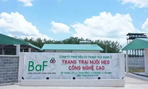Giá heo ‘hạ nhiệt’, lợi nhuận Baf Việt Nam 'bốc hơi' 63% trong quý III/2025