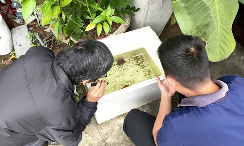 Đà Nẵng: Ca sốt xuất huyết tăng 37% chỉ trong một tuần