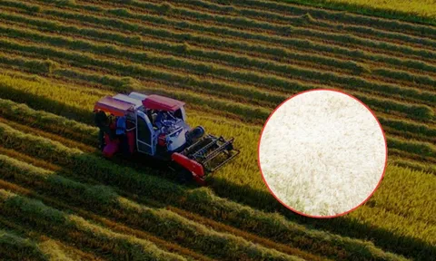 Phát hiện "hạt ngọc" 1.600 đô của Việt Nam: Đánh bại Thái Lan, được giới siêu giàu châu Âu "săn lùng" ráo riết