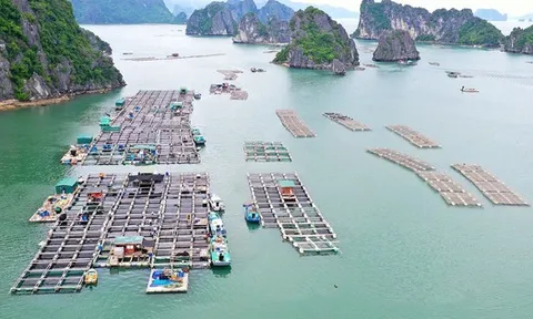 Người Nhật thắt lưng buộc bụng, hàng Việt Nam vẫn "cháy hàng" ở thị trường khó tính bậc nhất thế giới