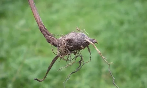 Loại cây "kẻ thù nhà nông" mọc um tùm sau mưa không ngờ có giá 350.000 đồng/kg