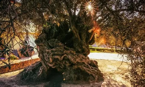 Bí mật “sống thọ” của cây ô liu 3.000 tuổi