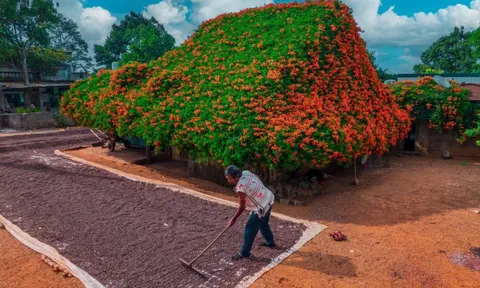 Ngắm ngôi nhà phủ kín hoa xác pháo 'nổi như cồn' ở Lâm Đồng