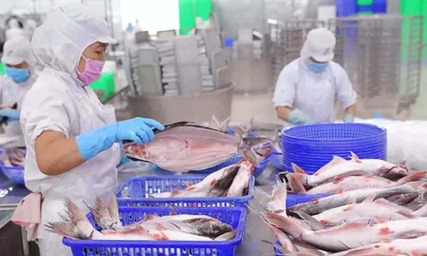 Vĩnh Hoàn báo lãi 245 tỷ đồng quý 4/2025, giảm 44% so với cùng kỳ, cổ phiếu kịch sàn