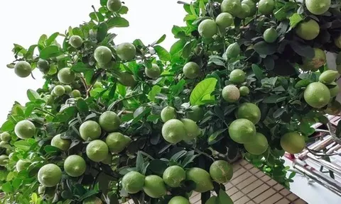 4 loại cây nên trồng tại ban công trong năm Bính Ngọ tăng vượng khí, giúp trường thọ