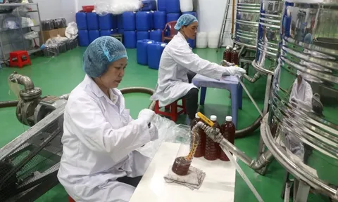 Người phụ nữ ở Tp.HCM kiếm 60 tỷ/năm nhờ con vật tí hon, nuôi bằng loại nguyên liệu rẻ bất ngờ