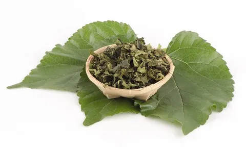 Đừng chỉ ăn quả, lá cây này quý như "nhân sâm của người nghèo", đang vào mùa đi chợ là thấy