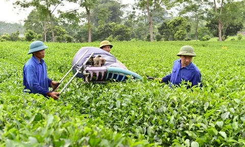 Định hướng nông nghiệp bền vững để thúc đẩy tăng trưởng kinh tế
