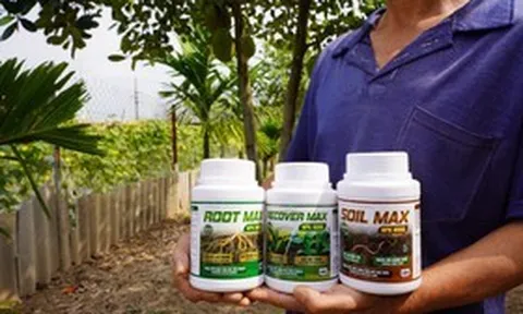 Hồi sinh vườn cây suy kiệt: Tại sao bộ rễ là chìa khóa của năng suất?