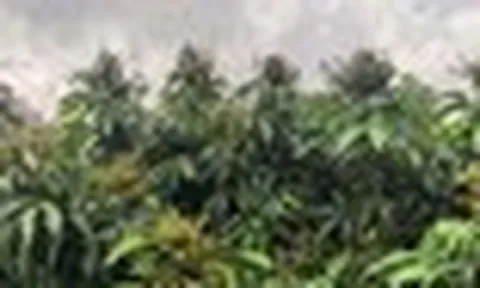 Sau sầu riêng, Trung Quốc tiếp tục trồng loại quả Việt Nam đang vào mùa: Thu về gần 1 tỷ đồng mỗi ha, tự tin ‘chắc chắn sẽ bán được giá cao’
