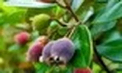 Từng rụng đầy gốc không ai nhặt, thứ quả rừng 'tím lịm' bất ngờ thành đặc sản 130.000 đồng/kg