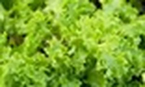 Xà lách tươi ngon suốt 30 ngày khi được bọc trong thứ này - nhà nào cũng có sẵn