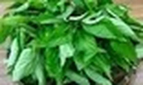 Loại rau bị nhiều người Việt chê, ở Nhật Bản được coi là “nhân sâm xanh”: Mùa hè này nhớ ăn thường xuyên