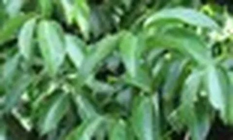 Một loại cây thân gỗ Việt Nam trồng rất nhiều nhưng thế giới lại quý hiếm: Vừa mang về hơn 89 triệu USD, giá hơn 2.500 USD/tấn