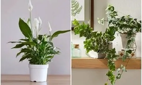 7 loại cây hút ẩm tốt thích hợp đặt trong phòng tắm