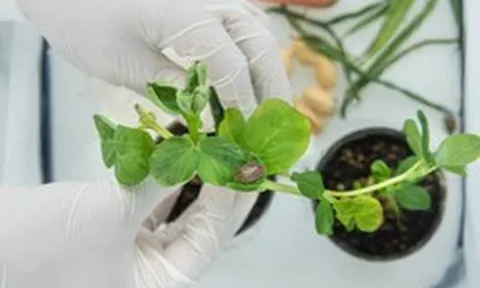 Đổi mới sáng tạo trong bảo vệ thực vật ngày càng đòi hỏi các khoản đầu tư dài hạn và quy mô lớn