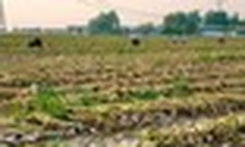 Sau gạo, Indonesia tuyên bố sẽ tự túc một loại nông sản trong vòng 4 năm: Đang phụ thuộc 90% vào Trung Quốc, Việt Nam trồng rất nhiều