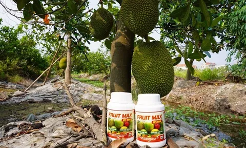 FRUIT MAX NPK 8000: Giải pháp nuôi trái lớn nhanh, bóng đẹp, nặng ký, nâng tầm giá trị nông sản xuất khẩu