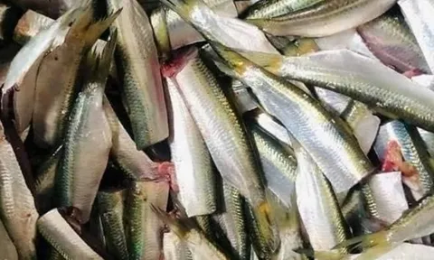 Mỹ đánh giá loại cá "tốt bậc nhất thế giới", người Việt gặp hàng ngày ngoài chợ