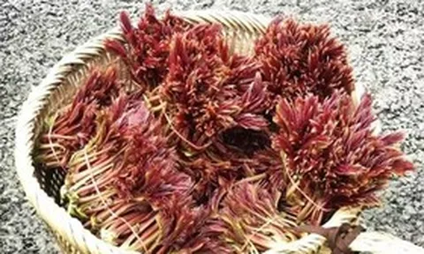 Loại cây quen thuộc ở Việt Nam được nước ngoài "săn đón", giá tới 800.000 đồng