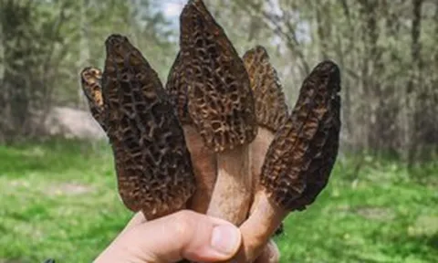 Loài cây mọc hoang ở Việt Nam, "trời Tây" bán 13 triệu đồng/kg