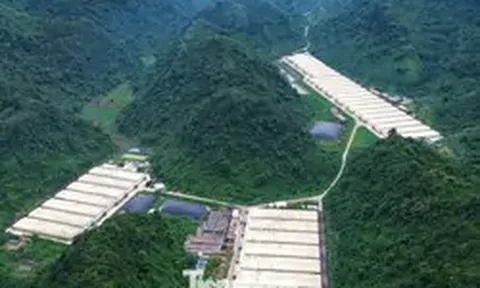 Khởi tố vụ án 5 người chết trong trại lợn của Công ty Dabaco Thanh Hóa